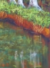 Birch Trees
