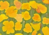 California Poppies