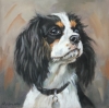 Cavalier King Charles Spaniel 
