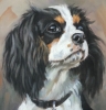 Cavalier King Charles Spaniel 