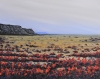 Desert Blossom