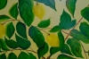 Lemon Love: Sunlit Jewels on the Branch