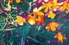 Sunlit Splendour: Orange Begonias 