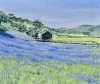 Bluebells, Cwm Pennant