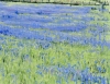 Bluebells, Cwm Pennant