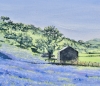 Bluebells, Cwm Pennant