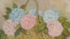 HYDRANGEAS IN BLOOM