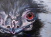 Emu Bad Hair Day