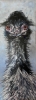 Emu Bad Hair Day