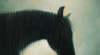 'Horse In The Rain'