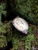 Angel of Healing Cameo Sculpture
