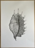 Shell in Graphite