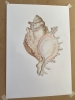 Shell in Pastel 2