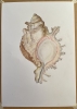 Shell in Pastel 2