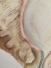 Shell in Pastel 2