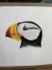 Puffin