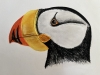Puffin