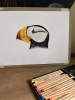 Puffin