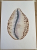 Shell in Pastel 1