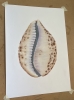 Shell in Pastel 1
