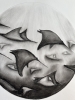Mobula Rays
