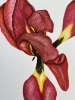 End of Season Tulip 1/3