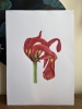 End of Season Tulip 2/3