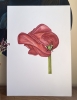 End of Season Tulip 3/3