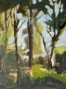 Dappled woodland light