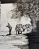 Under the Acacia Tree