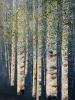 Whispers of the Birch wood 