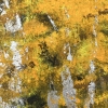 AUTUMN WINDS