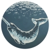 Starlit narwhal