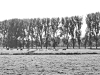 River Epte Poplars