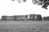 River Epte Poplars