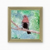 Pink-Throated Twinspot (2022)