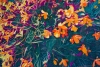 Sunlit Splendour: Orange Begonias 