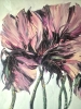 POPPIES VI