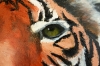 Tiger, Tiger Burning Bright
