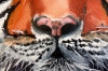 Tiger, Tiger Burning Bright