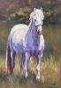 Sunny Meadow - White Pony