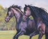Evening Gallop