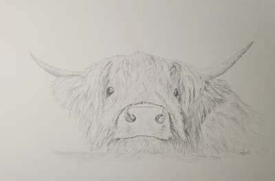 Curious Highland Cow