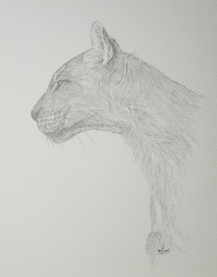 Mountain Lion