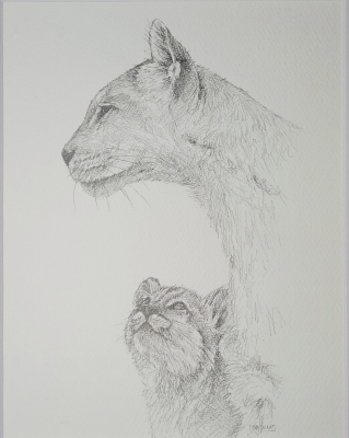 Mountain Lion and cub 