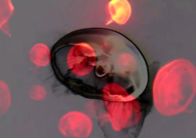 Save The Jellyfish 11