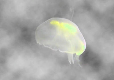 Save The jellyfish 18