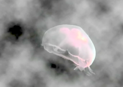 Save The Jellyfish 8