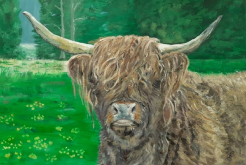 Highland cow