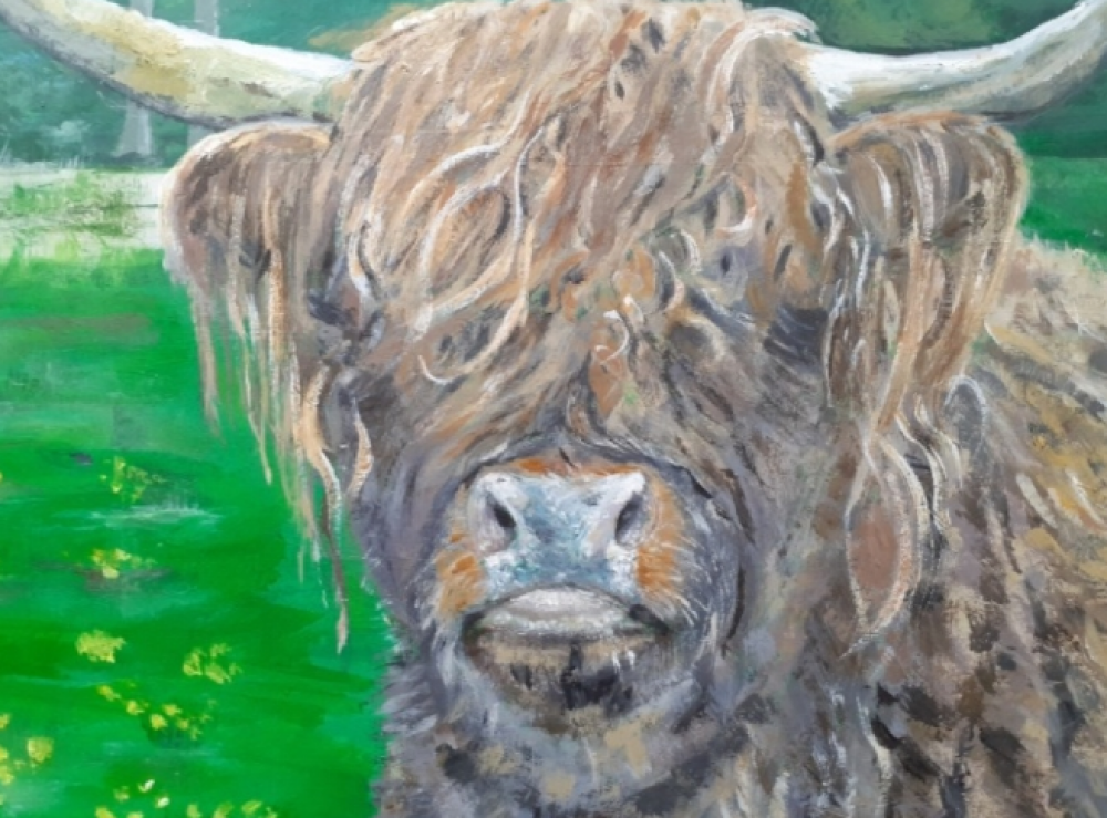 Highland cow